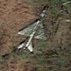 Mig in the wood