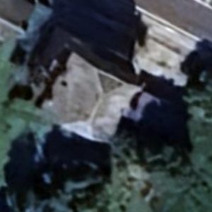 Abandoned villa house Green - Belgium