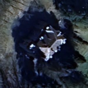 Abandoned mansion God - Belgium