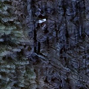 Abandoned Urbex Cars forest - Belgium