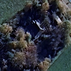 Abandoned villa House Wood - Belgium