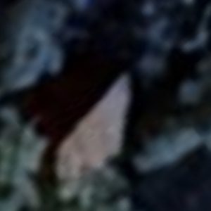 Abandoned Chapel Mouse - Belgium