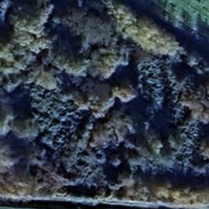 Abandoned Farm Gal - Netherlands