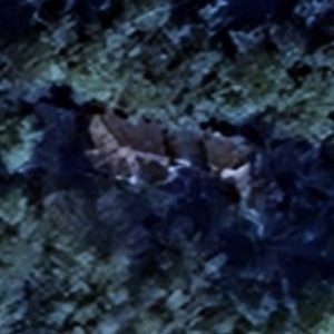 Abandoned Mansion Beetles - France