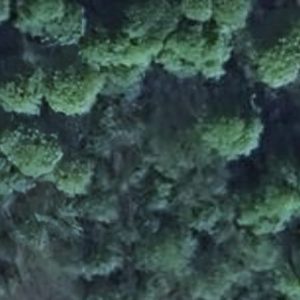 Abandoned Cemetery O - Poland