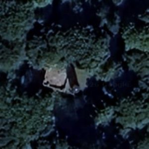 Abandoned Palace Forest - Poland